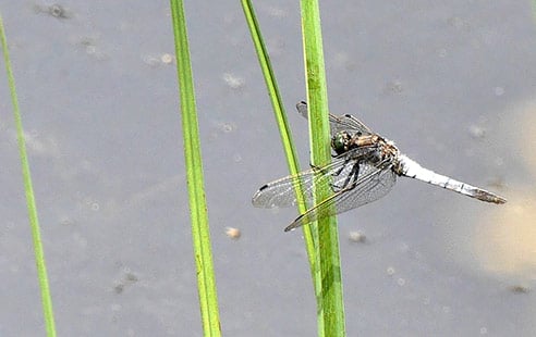 Animation à fleur d'eau - RNR du lac de Malaguet