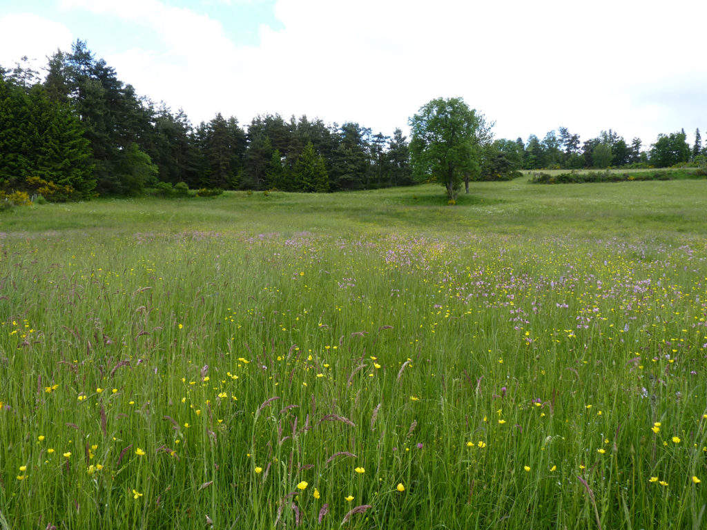 Prairie naturelle avant la fauche