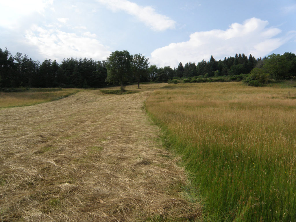 Prairie naturelle après la fauche