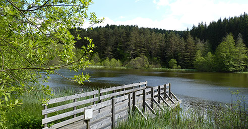 Etang de Berbezit et la forêt de Lamandie-Chantelauze - RNR Lac de Malaguet