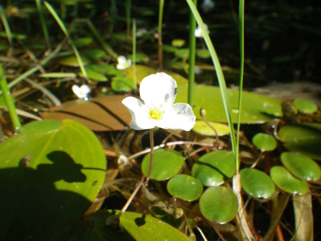 Flûteau nageant - RNR Lac de Malaguet