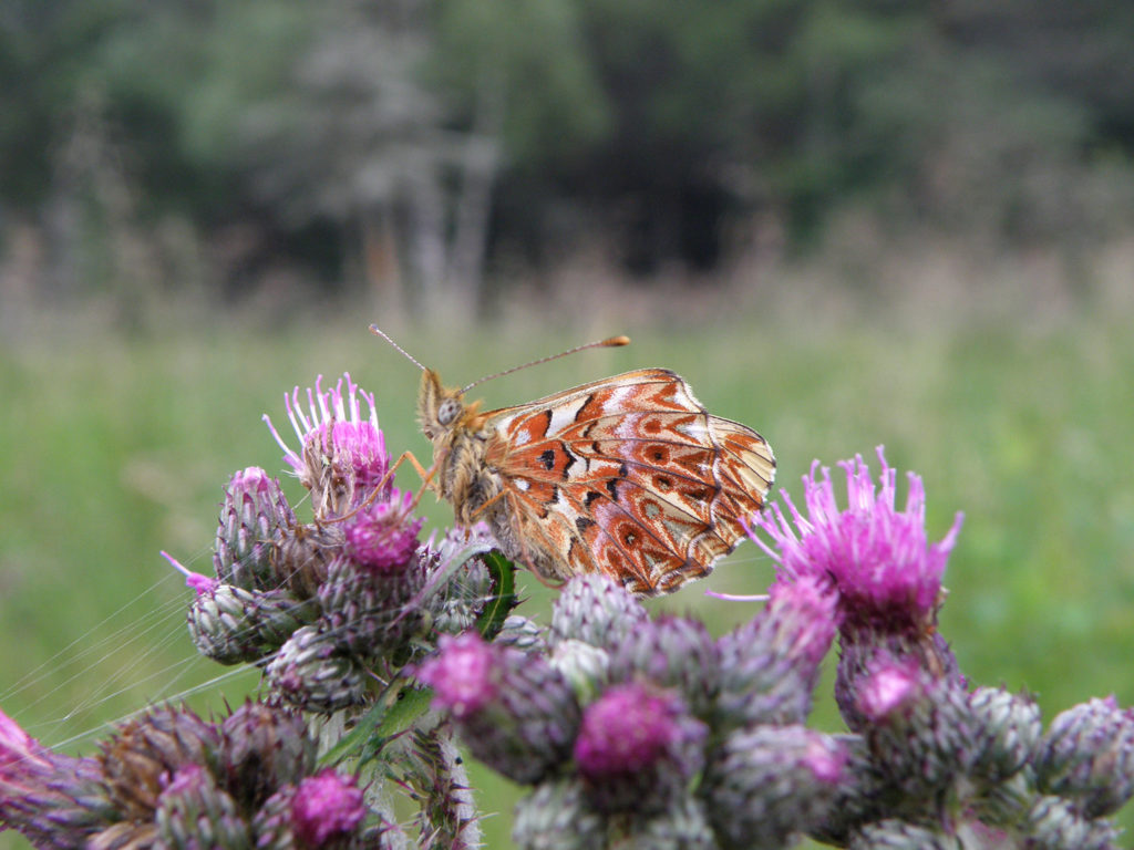 Papillon Nacré porphyrin - RNR Lac de Malaguet