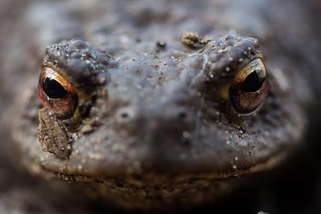 Crapaud commun - RNR Lac de Malaguet