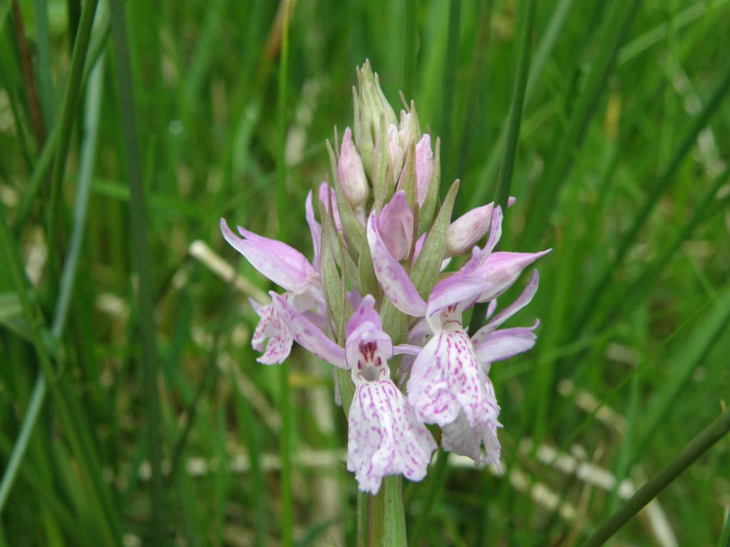 Orchis tacheté - RNR Lac de Malaguet