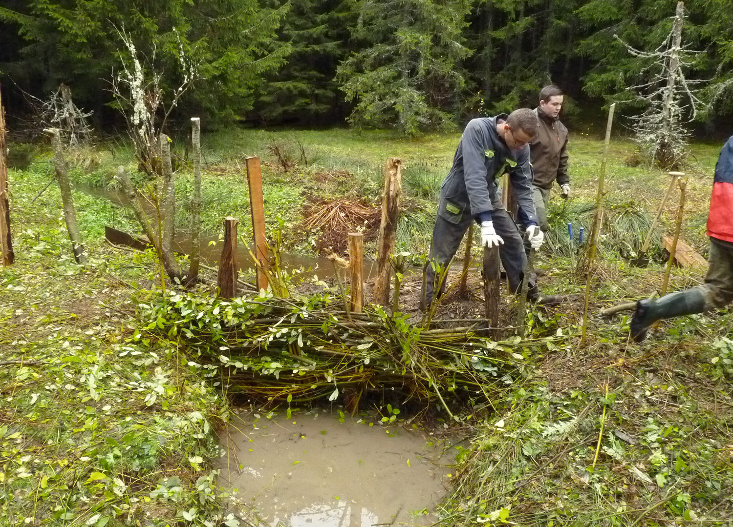 Tressage de saule pour maintenir une berge - RNR Lac de Malaguet