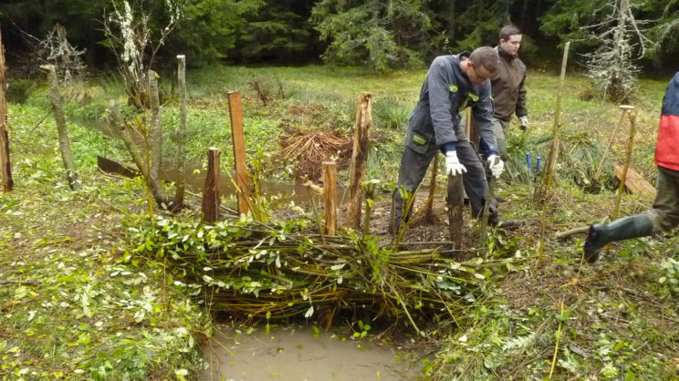 Tressage de saule pour maintenir une berge - RNR Lac de Malaguet