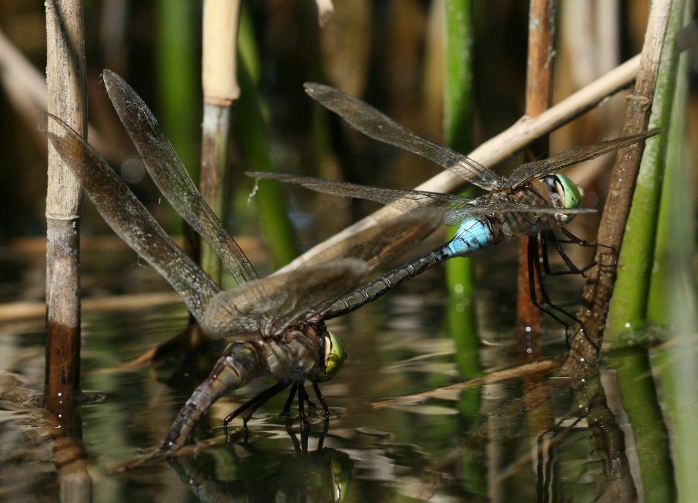 Libellule Anax Napolitain - RNR Lac de Malaguet