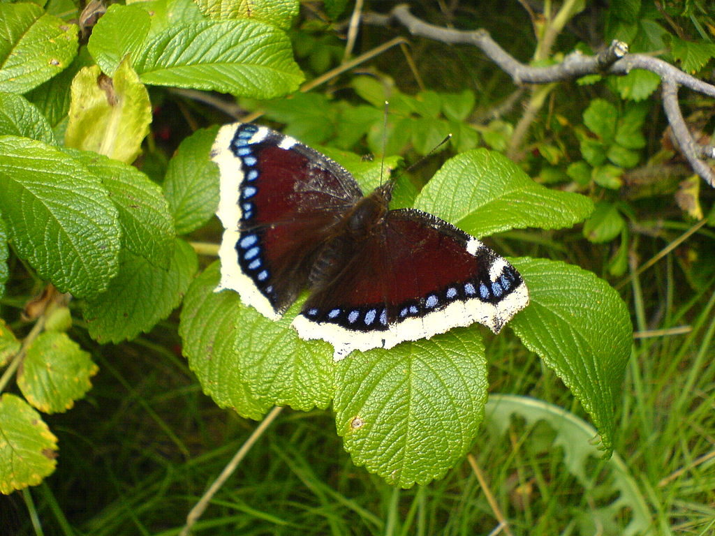 Papillon Morio - RNR Lac de Malaguet