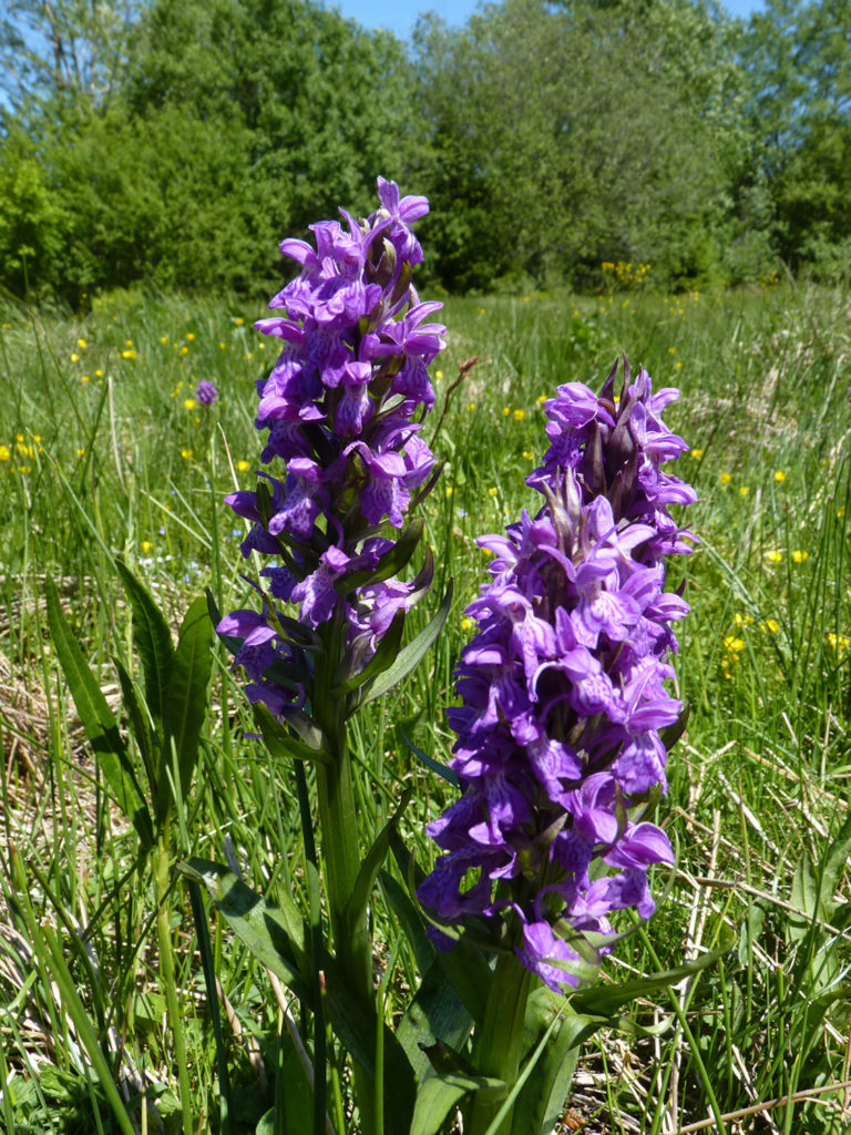 Orchis de Mai - RNR Lac de Malaguet