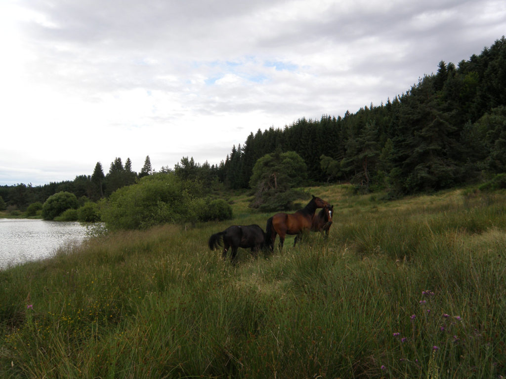 Pâturage tournant qui optimise l'exploitation du fourrage à la réserve naturelle régionale du lac de Malaguet