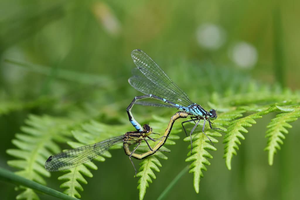 Agrion à lunules - RNR du lac de Malaguet