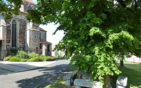 Tilleul de Sully - RNR lac de Malaguet